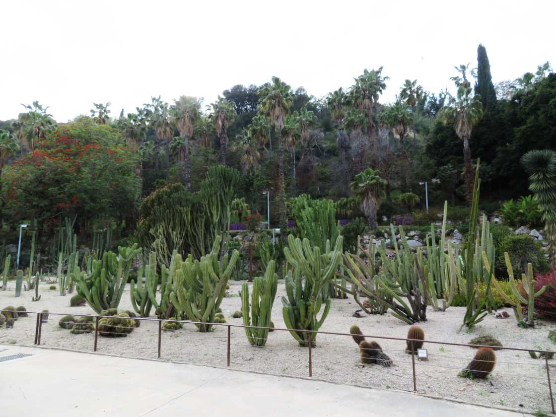 Cactustuin in Barcelona