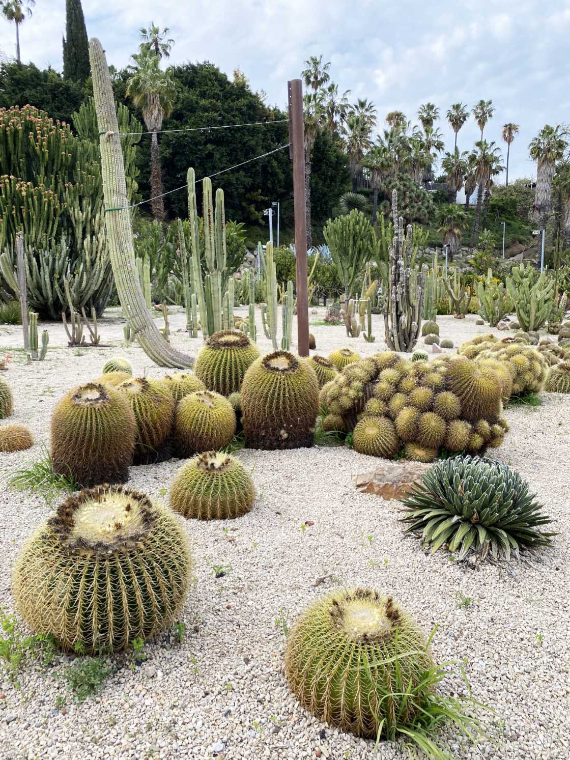 Jardins de Mossèn Costa i Llobera Barcelona