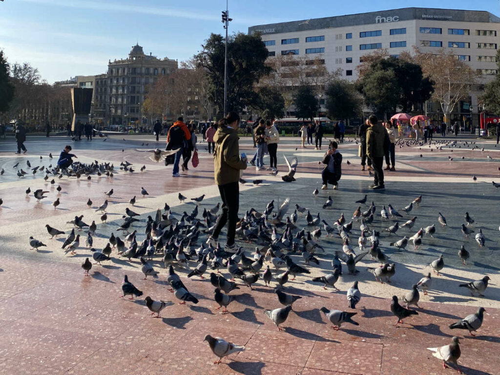 Tussen de duiven op Plaça de Catalunya